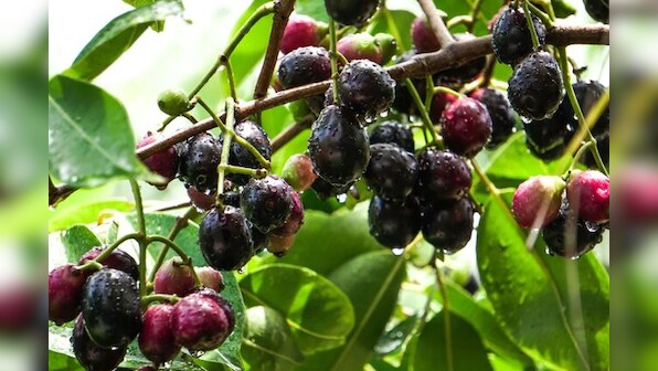 Three recipes you can make to get benefits of jamuns all year round
