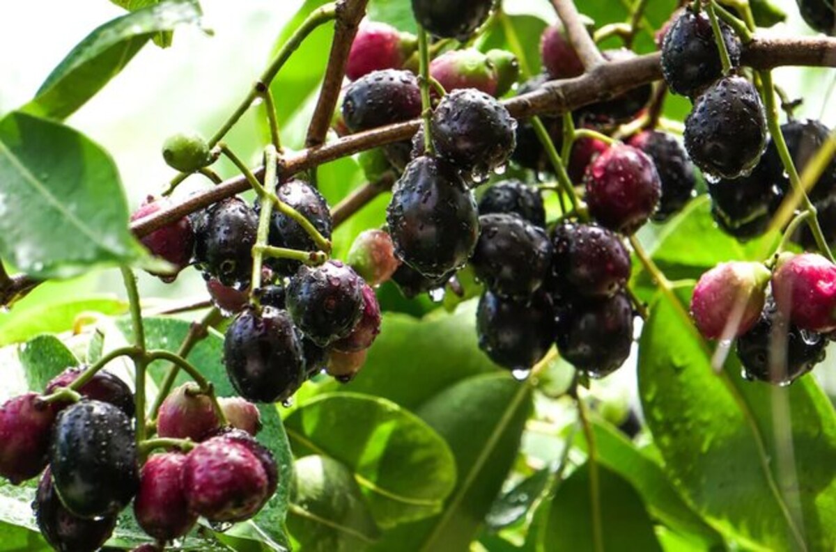 Three recipes you can make to get benefits of jamuns all year round