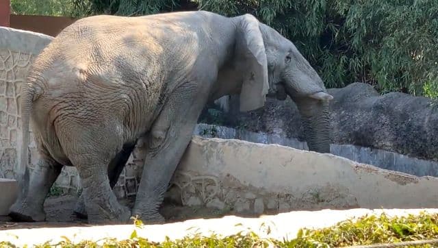 Shankar has lived alone at Delhi zoo since his companion died in 2005. Image Courtesy: @youthforanimals1/Facebook