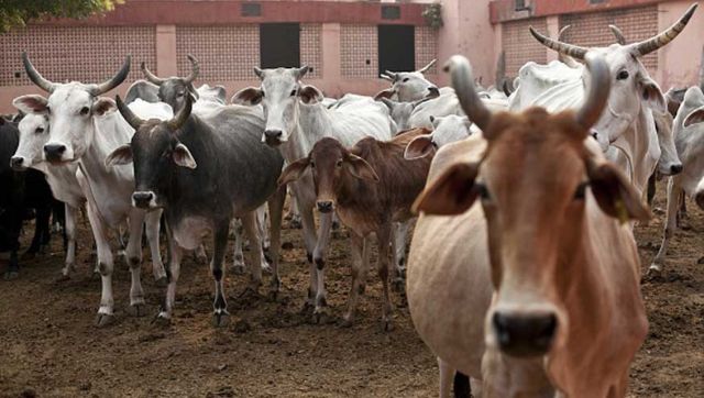 Lumpy skin disease: Haryana chief secy directs officials to complete cattle vaccination in seven days Lumpy skin disease: Haryana chief secy directs officials to complete cattle vaccination in seven days