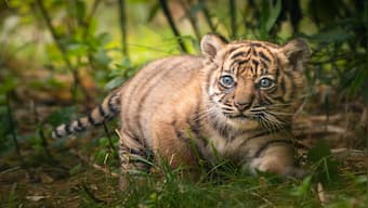 Watch: Four two-month-old tiger cubs play around with their mother at Patna Zoo