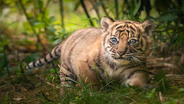 Watch: Four two-month-old tiger cubs play around with their mother at Patna Zoo