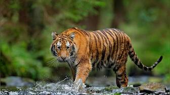 International Tiger Day 2022: History, significance and why the day is celebrated