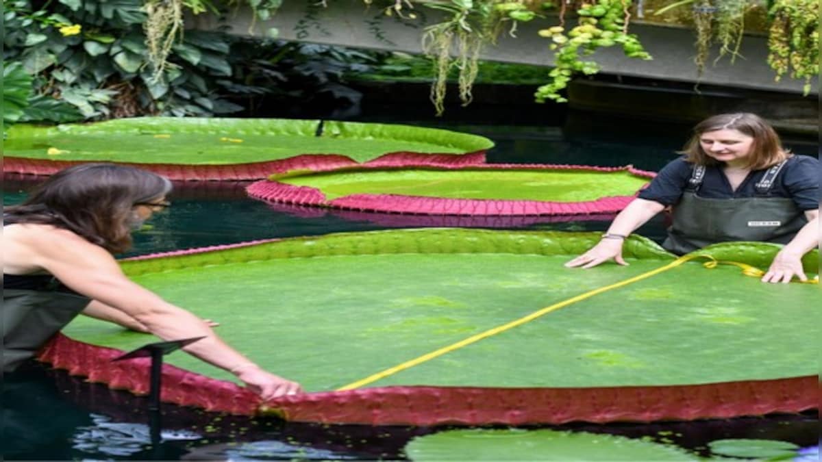 Big bloom! Scientists discover world's largest water lily in London: What we know about it