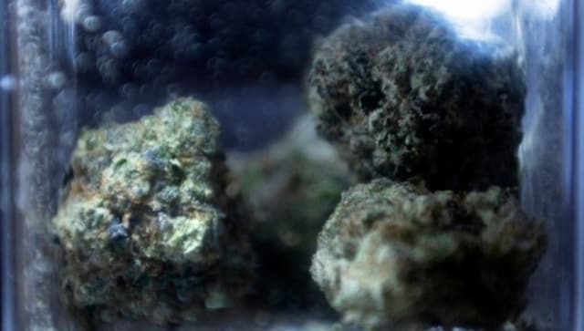 Assam: 477 kg of ganja seized from truck in Karbi Anglong, driver arrested Assam: 477 kg of ganja seized from truck in Karbi Anglong, driver arrested