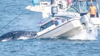 Watch: Humpback whale emerges out of water, lands on small boat