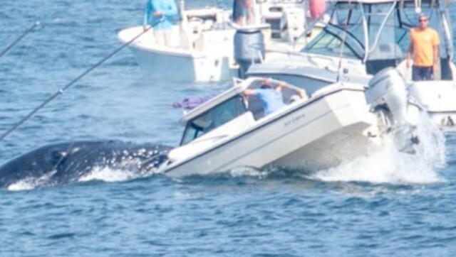 Watch: Humpback whale emerges out of water, lands on small boat Watch: Humpback whale emerges out of water, lands on small boat