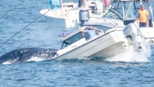 Watch: Humpback whale emerges out of water, lands on small boat