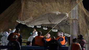 Beluga whale stranded in France's Seine river rescued after one week