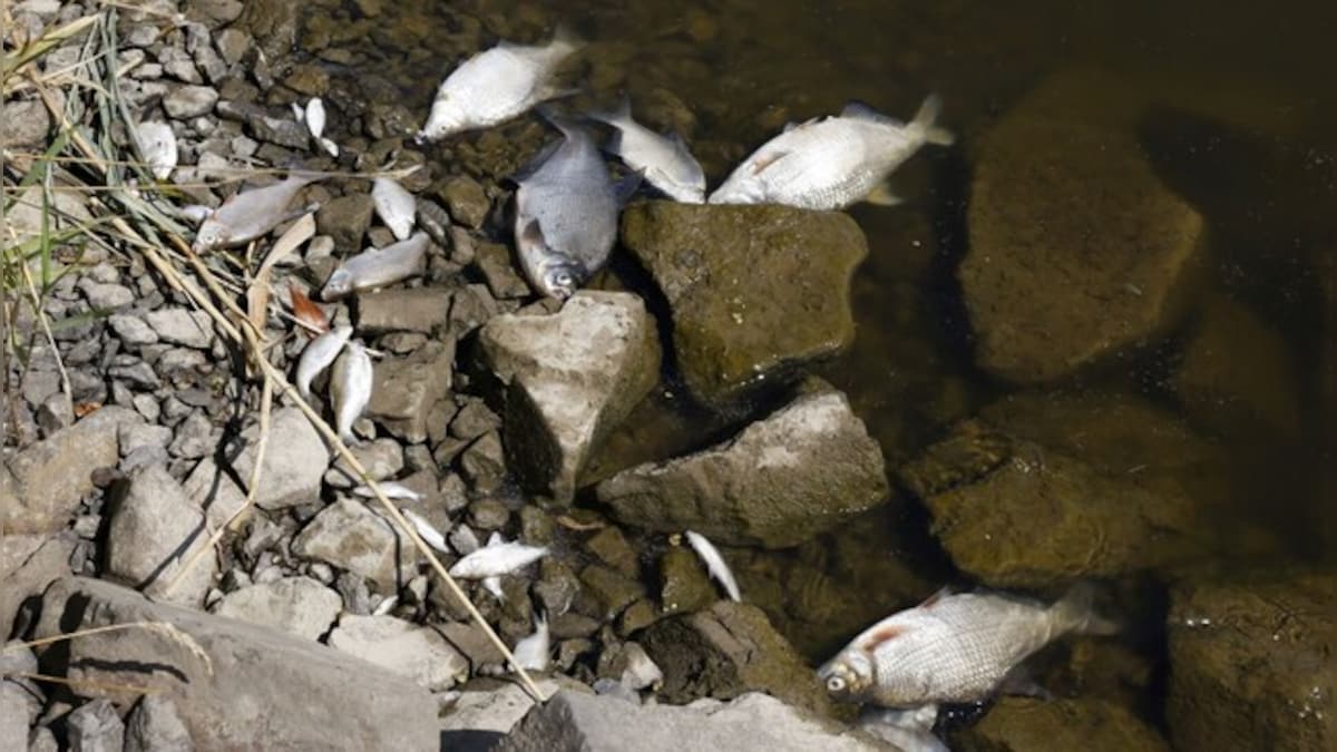 Thousands of fish dead in Germany, Poland, after feared chemical waste dump