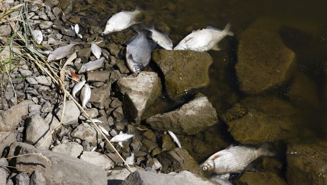 Thousands of fish dead in Germany, Poland, after feared chemical waste dump Thousands of fish dead in Germany, Poland, after feared chemical waste dump