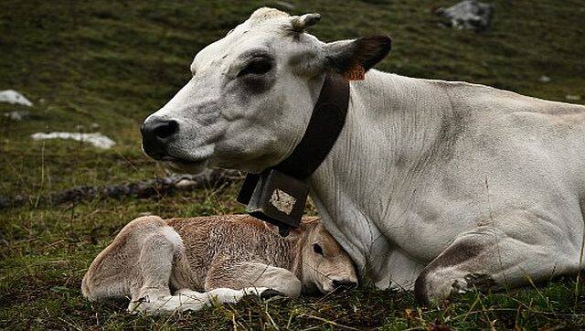 Cows were found with high levels of PFAS at a farm in Maine. Representational image/ AFP