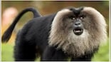 Explained: The significance of Centre’s landmark advisory on exotic animals