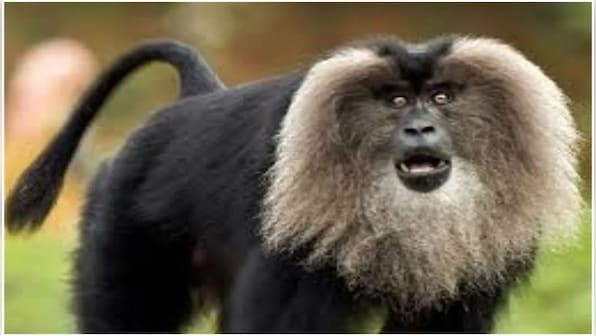 Explained: The significance of Centre’s landmark advisory on exotic animals