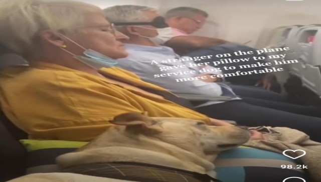 Watch: Stranger gives her pillow to service dog on flight, video goes viral Watch: Stranger gives her pillow to service dog on flight, video goes viral