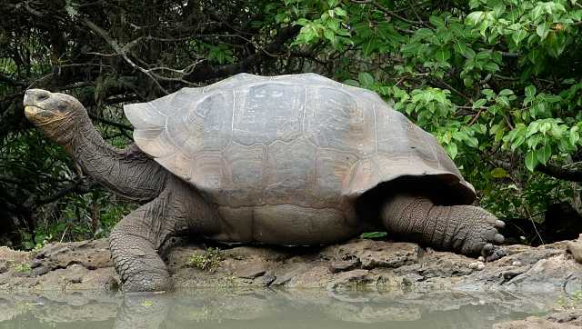 Why tortoise lives for over 150 years — and other interesting titbits ...