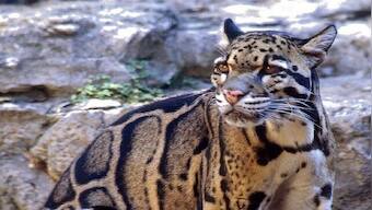 WATCH: Rare clouded leopard in West Bengal forest has the internet talking