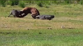 Watch: Tiger hunting wild boar gets attacked by crocodile