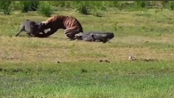 Watch: Tiger hunting wild boar gets attacked by crocodile