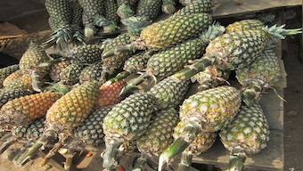 Mizoram exports pineapples to Dubai for first time