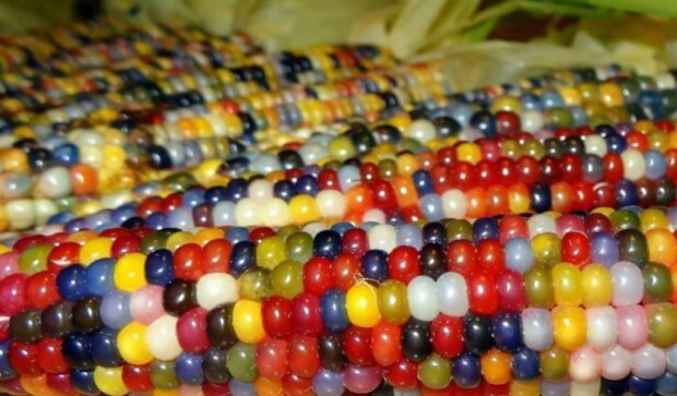 Bejeweled corn: Why Glass Gem corn is nature's miracle Bejeweled corn: Why Glass Gem corn is nature's miracle