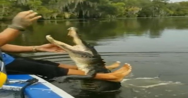 Watch: Man feeds “pet” crocodile with bare hands, internet can’t keep calm Watch: Man feeds “pet” crocodile with bare hands, internet can’t keep calm