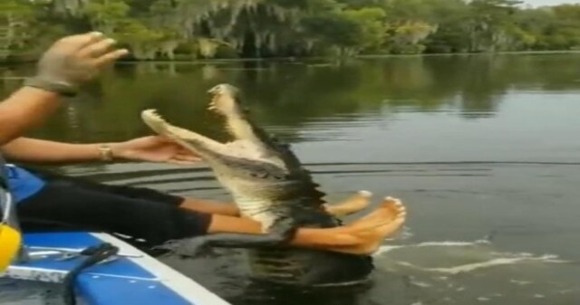Watch: Man feeds “pet” crocodile with bare hands, internet can’t keep calm Watch: Man feeds “pet” crocodile with bare hands, internet can’t keep calm