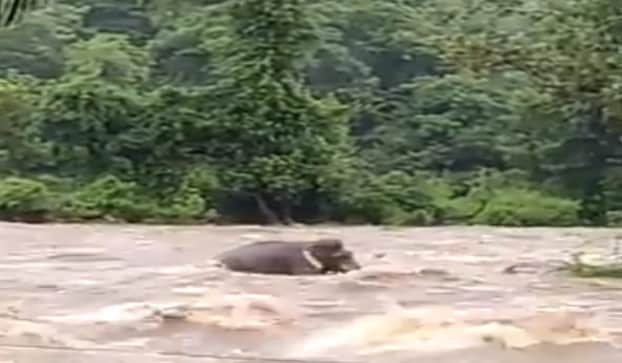Elephant gets stranded in middle of Chalakudy river in Kerala, watch video