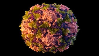 Polio cases reemerge in several Western nations as battle against COVID continues