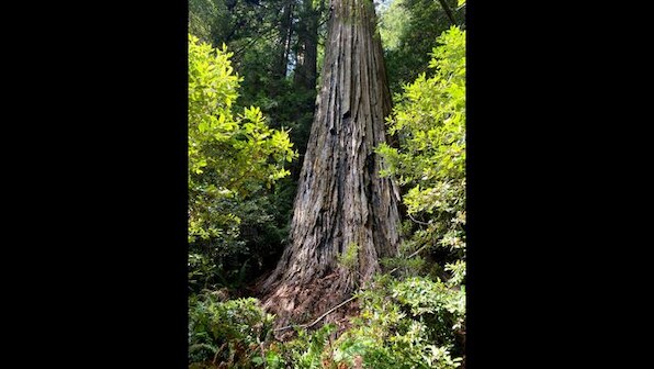 No entry: Why California is imposing $5,000 fines on people visiting the world's tallest tree