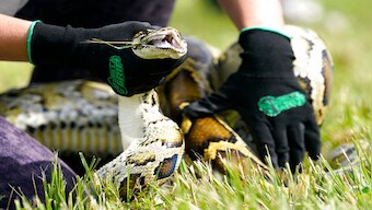 What is Florida's Python challenge? Why is it important?