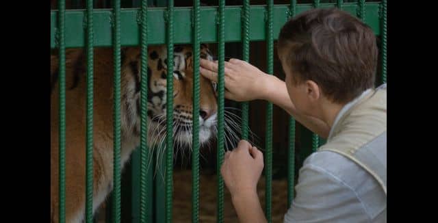 Natalia feels a special connection with each big cat; Yana was the first lioness she rescued. AP