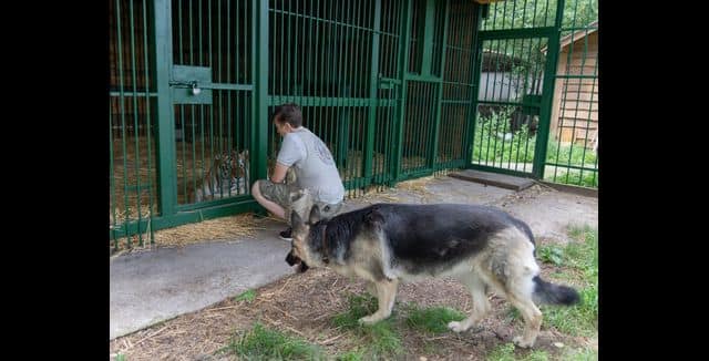 Natalia Popova, 50, talks to a tiger at her animal shelter in Kyiv region, Ukraine. AP
