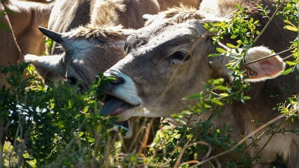 Villagers stage protest with calves in MP's Ashoknagar district after police refuse to register case of cattle theft