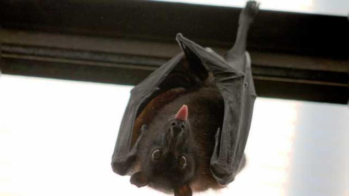 Miniopterus phillipsi, a new long-fingered bat species discovered in India, Sri Lanka