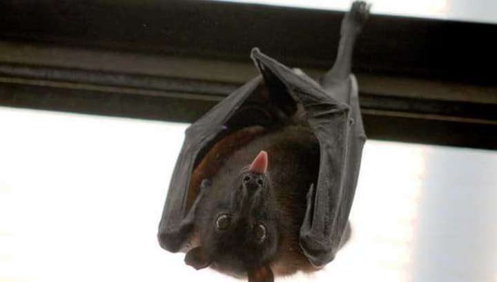 Miniopterus phillipsi, a new long-fingered bat species discovered in India, Sri Lanka