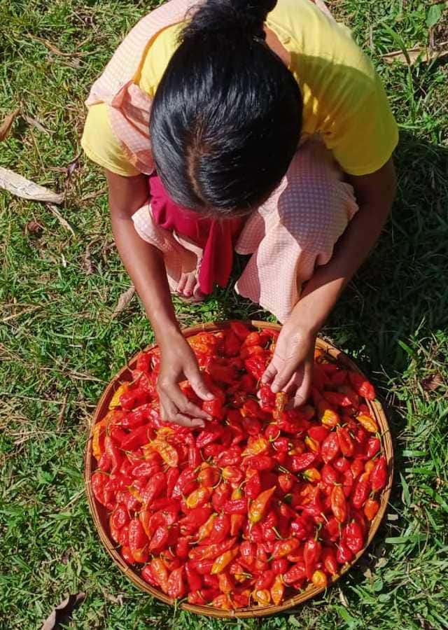 A woman sorting Bhutjolokia near Nongpoh in Meghalaya. Image courtesy Indra Shekhar Singh