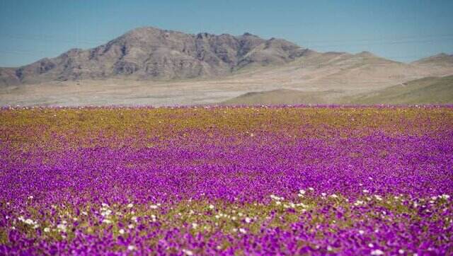 El desierto de Atacama de Chile, considerado el lugar más seco del mundo, se convirtió en un valle de flores