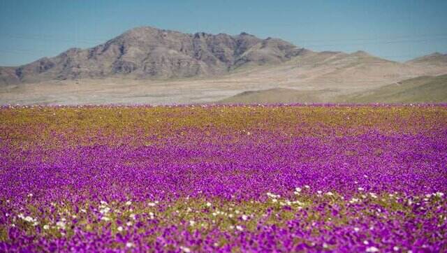 Chile's Atacama desert, said to be world's driest place, turns into valley of flowers Chile's Atacama desert, said to be world's driest place, turns into valley of flowers