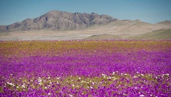Chile's Atacama desert, said to be world's driest place, turns into valley of flowers