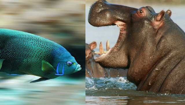 Move over humans, China testing fish and hippopotamus for COVID-19 Move over humans, China testing fish and hippopotamus for COVID-19