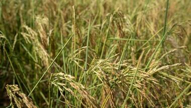 China plans cloud seeding to protect grain crop amid drought