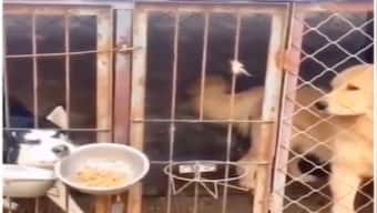 Not only humans, apparently dogs too love to eat from friends' plate