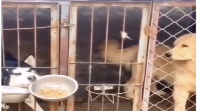 Not only humans, apparently dogs too love to eat from friends' plate Not only humans, apparently dogs too love to eat from friends' plate