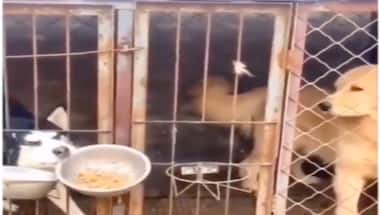 Not only humans, apparently dogs too love to eat from friends' plate