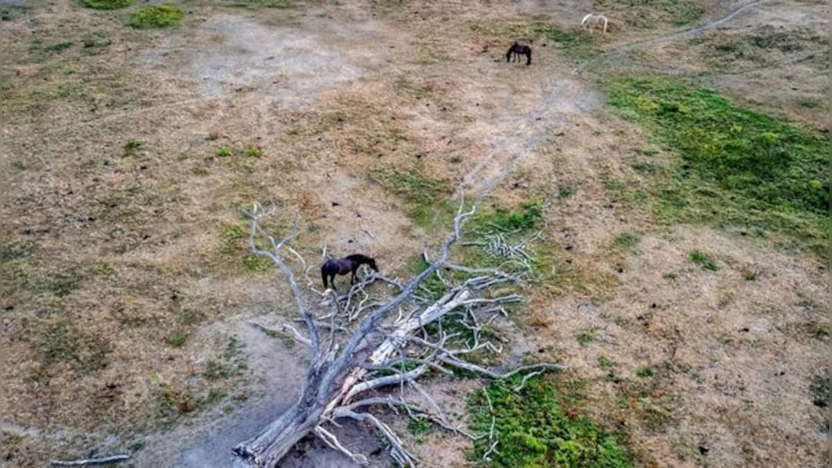 Europe: Wildfires spread, fish die off amid severe drought