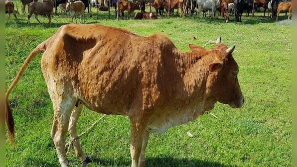 67,000 cattle died since lumpy skin disease outbreak in India in July, Rajasthan alone seeing 600-700 deaths per day