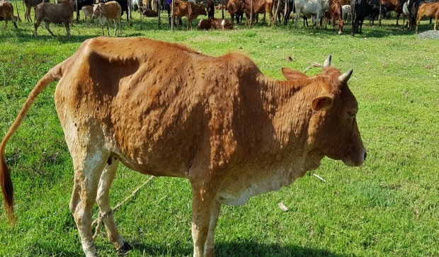 67,000 cattle died since lumpy skin disease outbreak in India in July, Rajasthan alone seeing 600-700 deaths per day 67,000 cattle died since lumpy skin disease outbreak in India in July, Rajasthan alone seeing 600-700 deaths per day