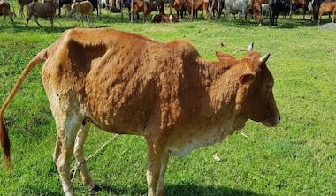 67,000 cattle died since lumpy skin disease outbreak in India in July, Rajasthan alone seeing 600-700 deaths per day
