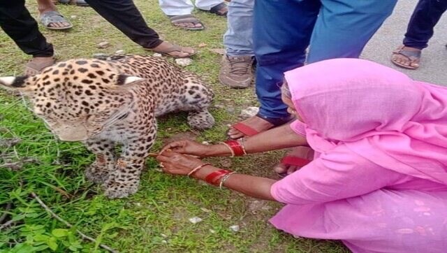 Rajasthan woman ties Rakhi to ailing leopard, internet appreciates Rajasthan woman ties Rakhi to ailing leopard, internet appreciates